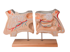 Model nosu s čichovým orgánem