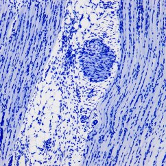 Mikroskopické preparáty – školní sada č. 1, 25 ks Mikroskopické preparáty – školní sada č. 1, 25 ks
