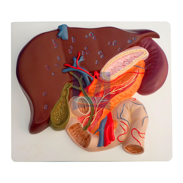 Model jater se žlučníkem, slinivkou a dvanáctníkem Model jater se žlučníkem, slinivkou a dvanáctníkem