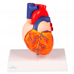 Dvoudílný model srdce