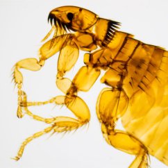 Mikroskopické preparáty – školní sada č. 5, 25 ks Mikroskopické preparáty – školní sada č. 5, 25 ks