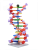 Molymod: Mini DNA – 12 vrstev