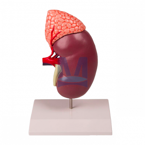 Model ledviny s nadlevinou dvakrát zvětšený, dvoudílný