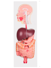 Model trávící soustavy