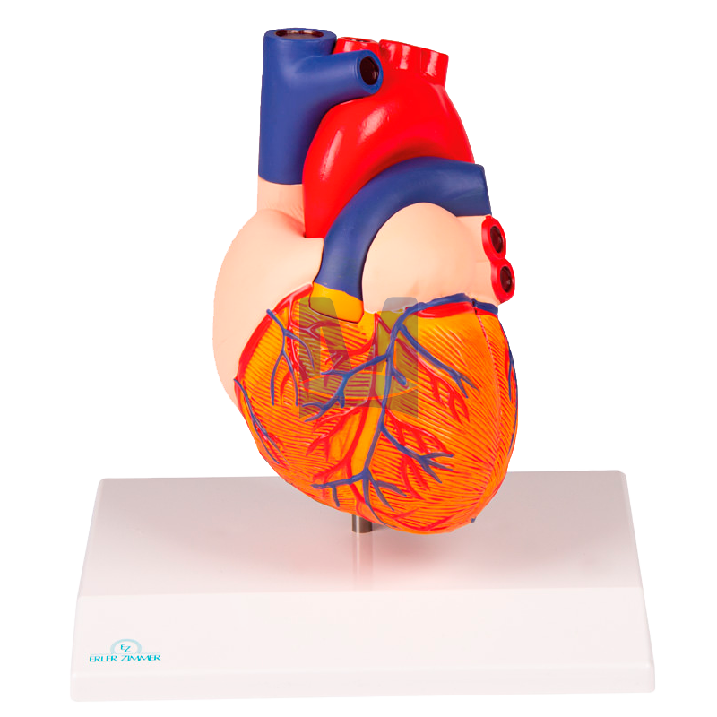 Dvoudílný model srdce