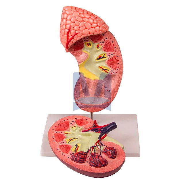 Model ledviny s nadlevinou dvakrát zvětšený, dvoudílný - rozložený