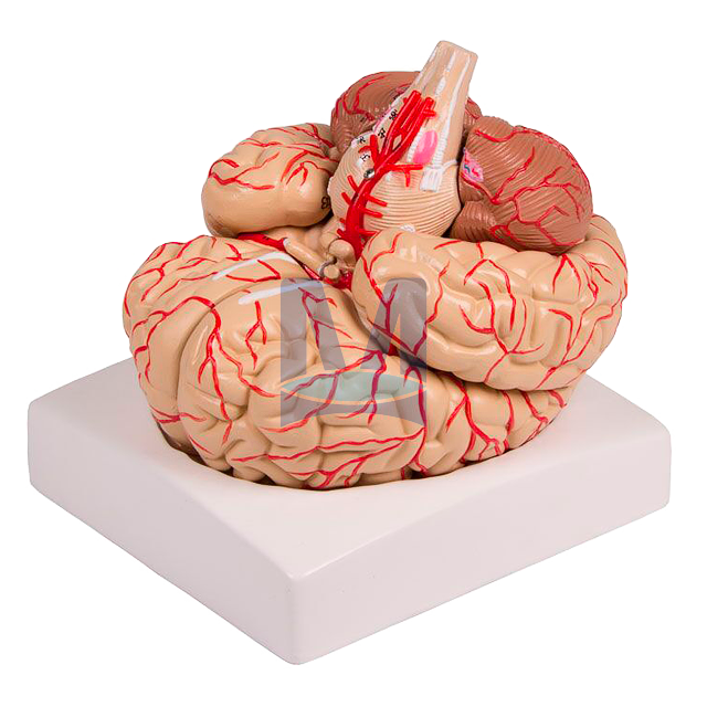 Model mozku devět částí