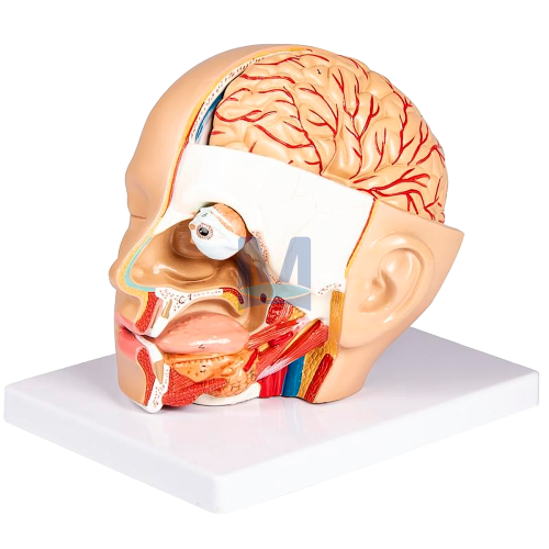 Model lidské hlavy – 4 části