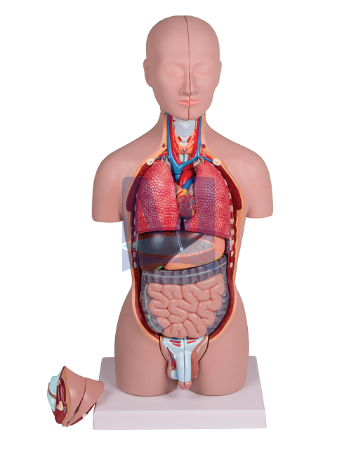 Minitorzo dvoupohlavní, 16 částí