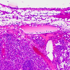 Mikroskopické preparáty – školní sada pro histologii č. 2, 23 ks