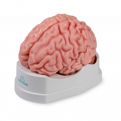 Model mozku, 5 částí