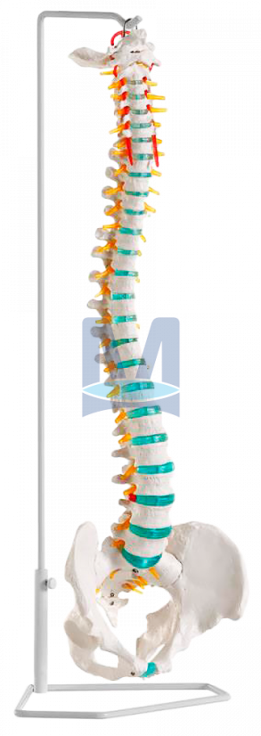 Ohebný model páteře