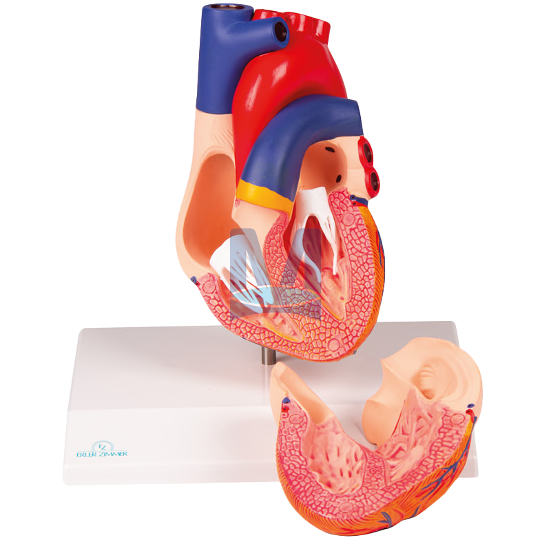 Dvoudílný model srdce