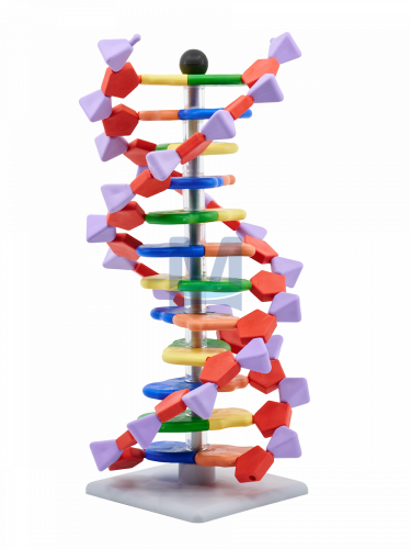 Molymod: Mini DNA – 12 vrstev