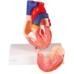Dvoudílný model srdce