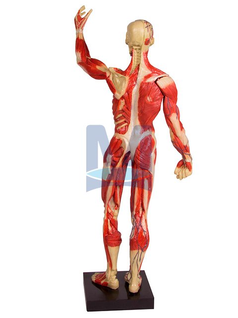 Model svalstva - pohled ze zadu