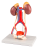 Produkty Model vylučovací soustavy