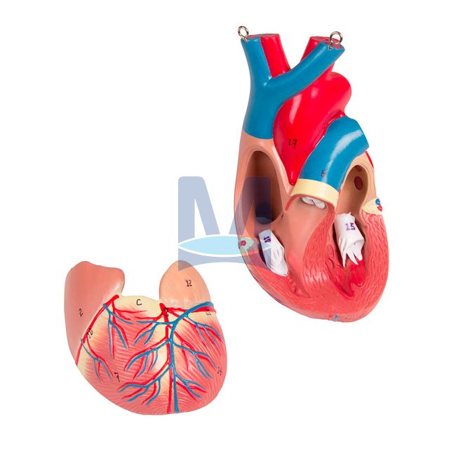Dvoupohlavní torzo, 27 částí - rozložené srdce