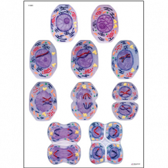 Dělení buněk II – Meióza