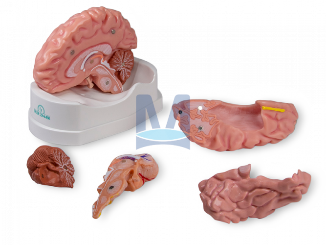 Model mozku, 5 částí - rozložený