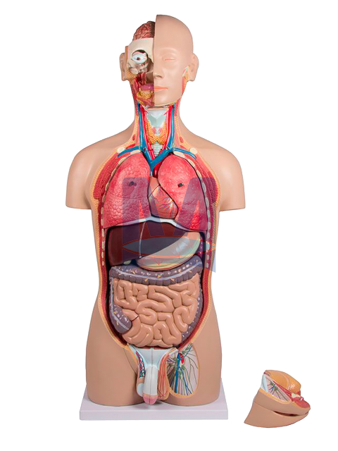 Dvoupohlavní torzo, 27 částí