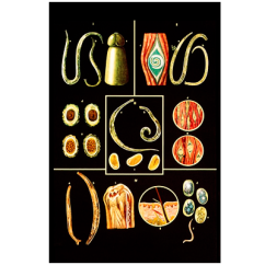 Střevní paraziti II