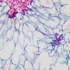 Mikroskopické preparáty – školní sada č. 2, 25 ks