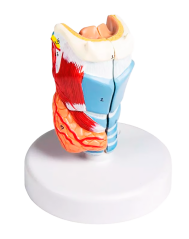 Model hrtanu, 2 části