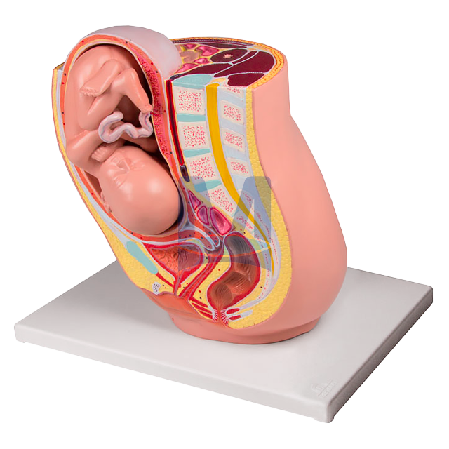 Model ženské pánve v těhotenství