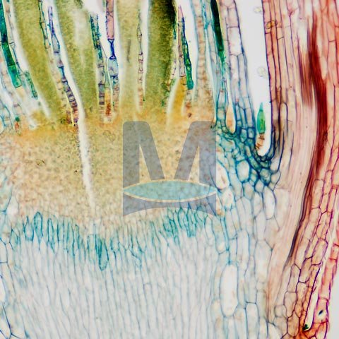 Mikroskopické preparáty – školní sada č. 3, 25 ks