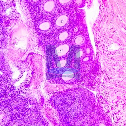 Mikroskopické preparáty – školní sada č. 4, 25 ks Mikroskopické preparáty – školní sada č. 4, 25 ks