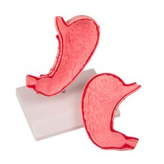 Model žaludku v životní velikosti - otevřený, 2 části