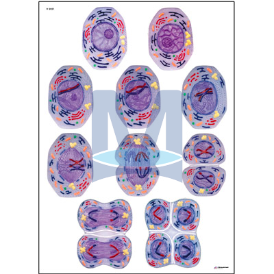 Dělení buněk II – Meióza