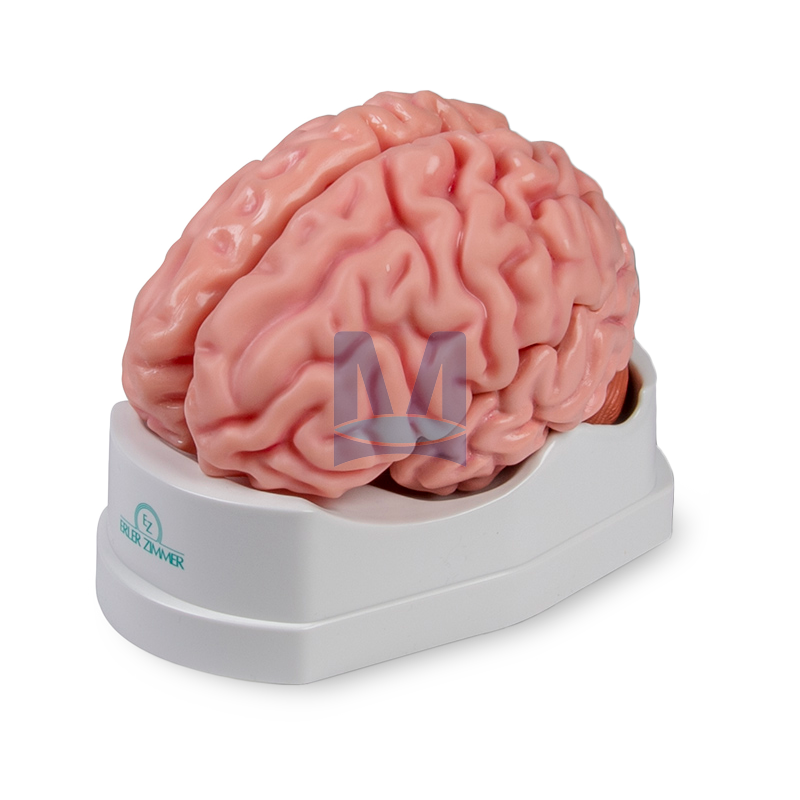 Model mozku, 5 částí