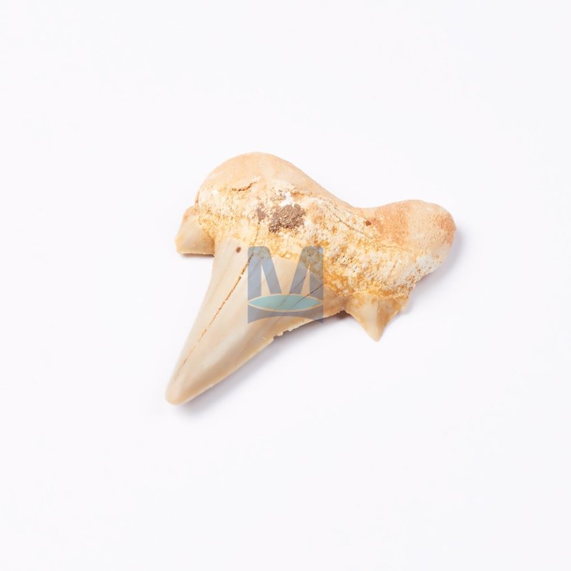 Fosílie – sada 6 kusů: žraločí zub