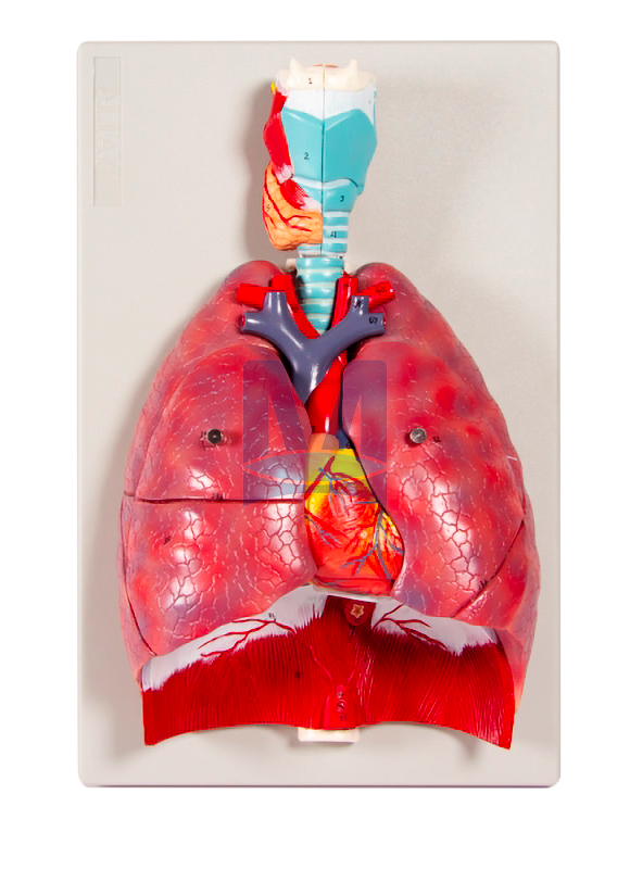 Model dýchací soustavy - 7 dílů