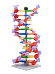 Molymod: Mini DNA – 12 vrstev Molymod: Mini DNA – 12 vrstev