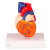 Dvoudílný model srdce