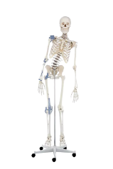 Kostra “Toni” s pohyblivou páteří a vazy