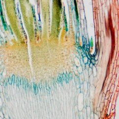 Mikroskopické preparáty – školní sada č. 3, 25 ks Mikroskopické preparáty – školní sada č. 3, 25 ks