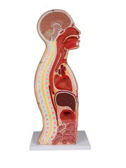 Torzo NG sondy a tracheostomie