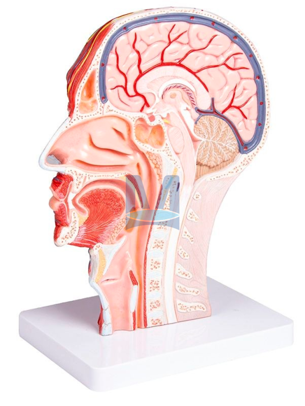 Model poloviny hlavy v životní velikosti