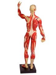 Model svalstva - pohled ze zadu