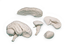 Model mozku, 8 dílů