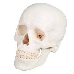 Model lebky, 3 části