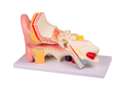 Model ucha, třikrát zvětšený, 4 části