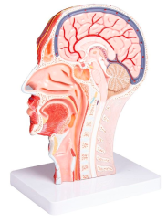 Model poloviny hlavy v životní velikosti