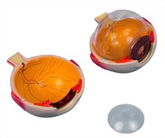 Model oka, šestkrát zvětšený, 6 částí - rozložený