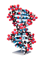 Velký model DNA