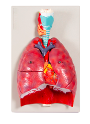 Model dýchací soustavy - 7 dílů